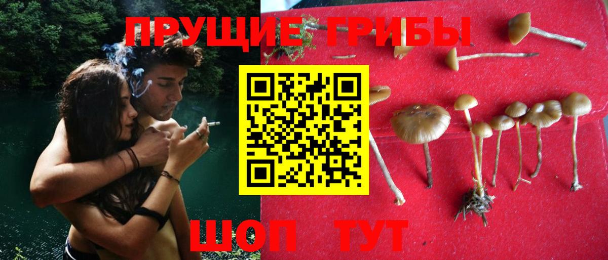 Псилоцибиновые грибы Psilocybe Сердобск